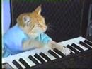 Charlie Schmidt’s “Keyboard Cat”! – ORIGINAL!