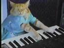 Charlie Schmidt’s “Keyboard Cat”! – ORIGINAL!