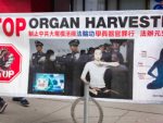 organ harvesting