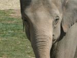 Happy the Elephant Bronx Zoo