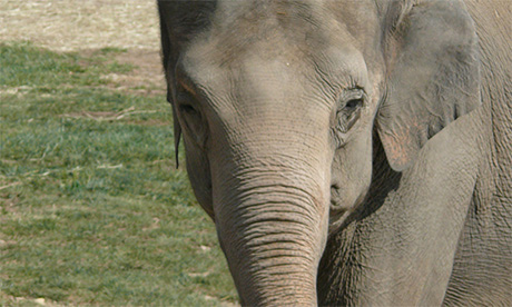 Happy the Elephant Bronx Zoo