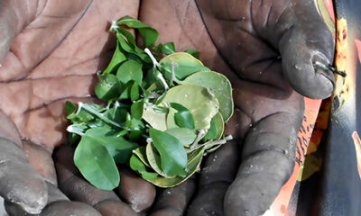 eating leaves