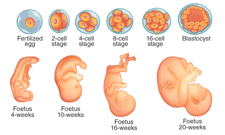 embryos